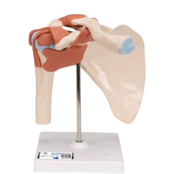 Functional Right Shoulder Joint