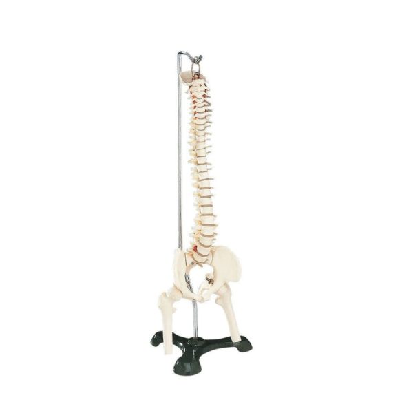 Flexible Mini Spine with Stand