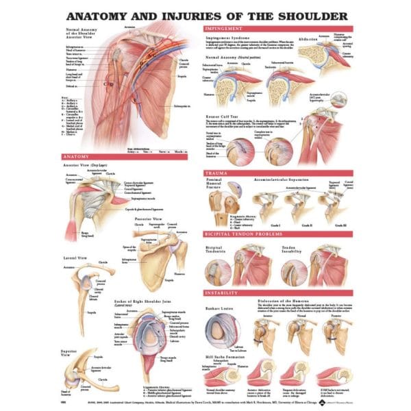 Anatomical Charts - Image 11