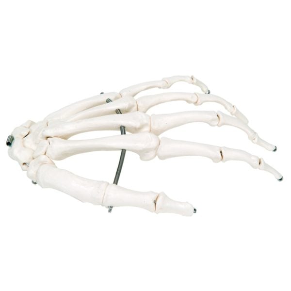 3B Scientific Anatomical Model, Loose Bones and Hand Skeleton