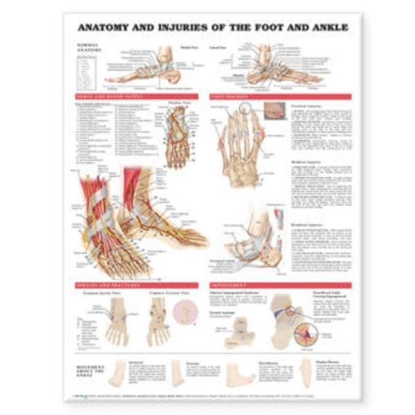 Anatomical Charts - Image 5