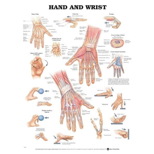 Anatomical Charts - Image 8