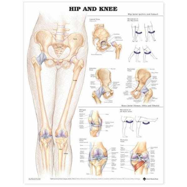 Anatomical Charts - Image 12