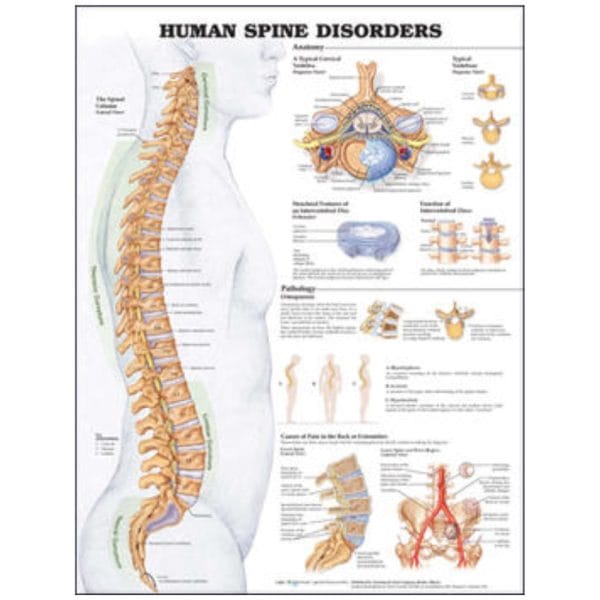 Anatomical Charts