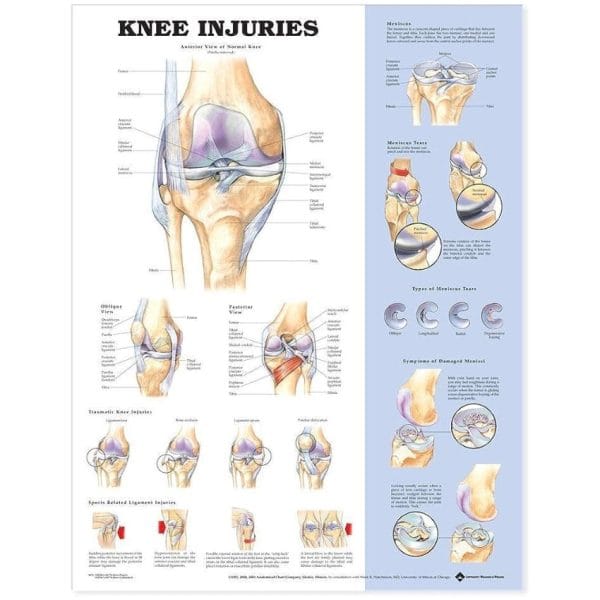 Anatomical Charts - Image 9