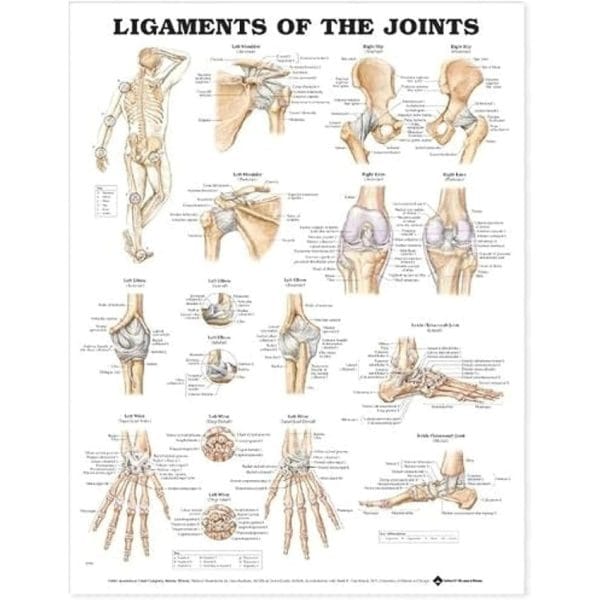 Anatomical Charts - Image 10