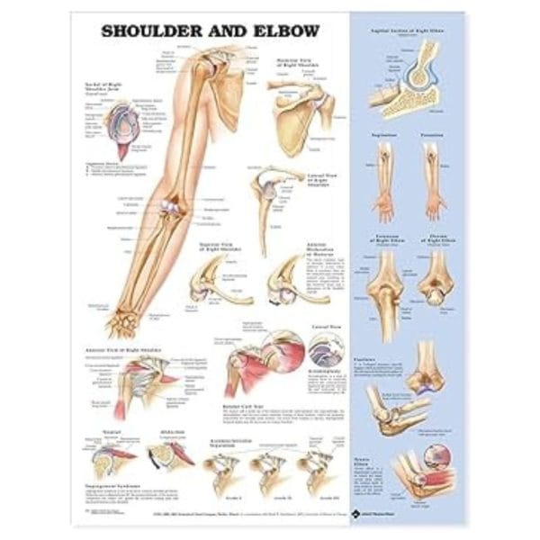 Anatomical Charts - Image 4