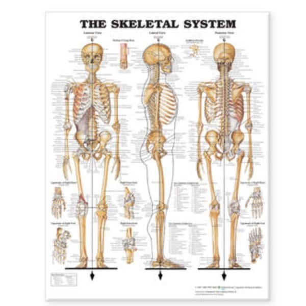 Anatomical Charts - Image 2