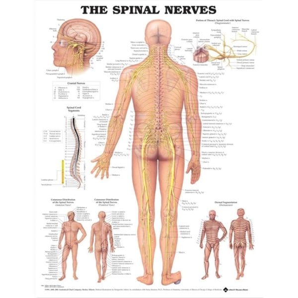 Anatomical Charts - Image 7