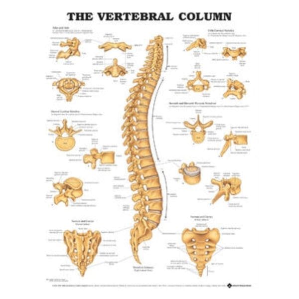 Anatomical Charts - Image 6