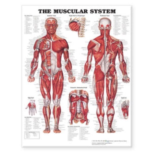 Anatomical Charts - Image 3